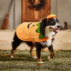 Frisco Pumpkin Dog & Cat Costume -Frisco Shop 144446 PT7. AC SS1800 V1567180408