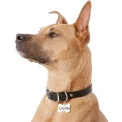 Frisco Personalized Dog ID Tag, Bone 12 Frisco Personalized Dog ID Tag, Bone -Frisco Shop 152994 PT5. AC SS1800 V1559856739