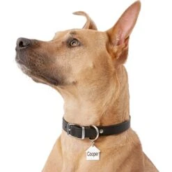 Frisco Stainless Steel Personalized Dog ID Tag, Dog House -Frisco Shop 153000 PT5. AC SS1800 V1540562239