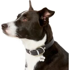 Frisco Stainless Steel Personalized Dog & Cat ID Tag, Flower 12 Frisco Stainless Steel Personalized Dog & Cat ID Tag, Flower -Frisco Shop 153002 PT5. AC SS1800 V1540562264