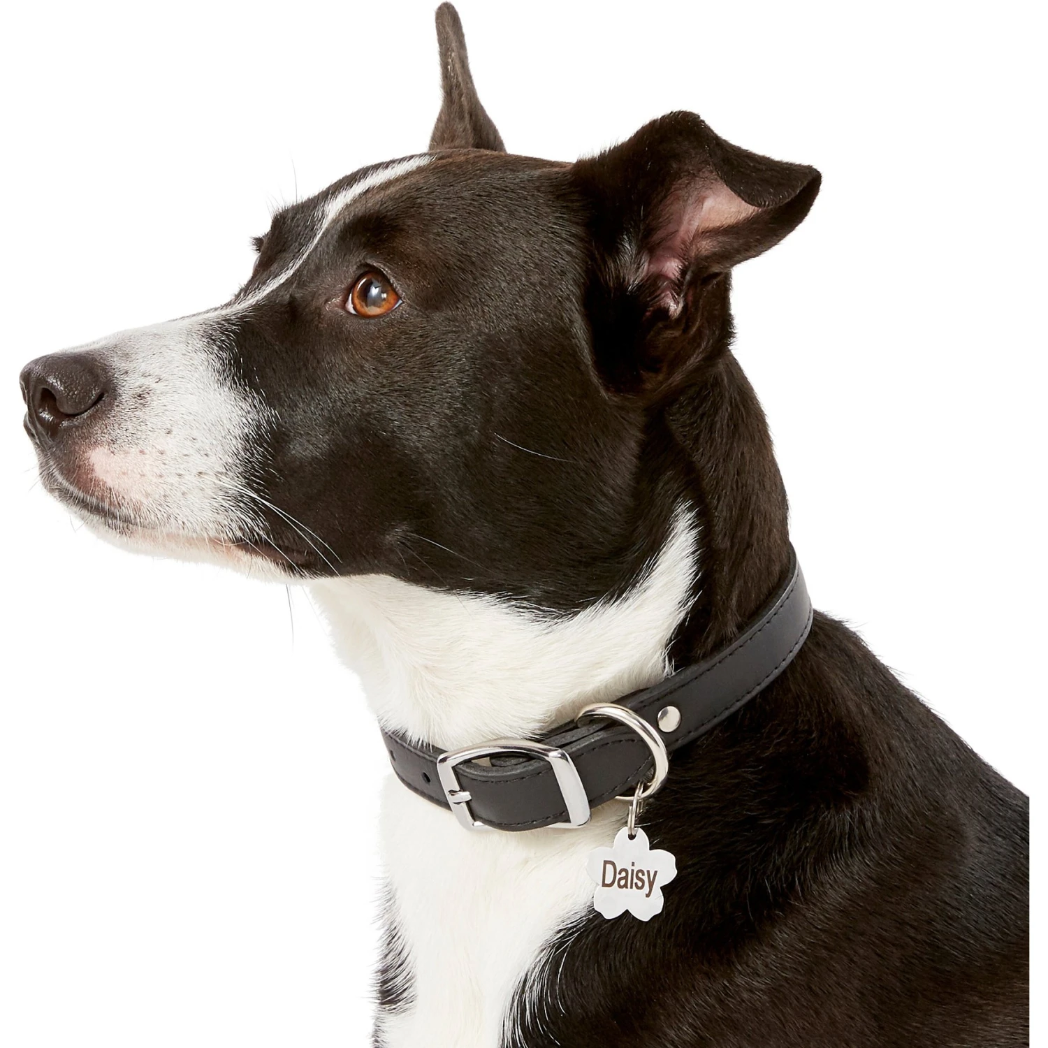 Frisco Stainless Steel Personalized Dog & Cat ID Tag, Flower 6 Frisco Stainless Steel Personalized Dog & Cat ID Tag, Flower - Image 6