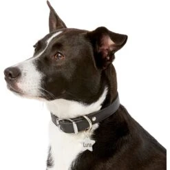 Frisco Stainless Steel Personalized Dog & Cat ID Tag, Star 12 Frisco Stainless Steel Personalized Dog & Cat ID Tag, Star -Frisco Shop 153017 PT5. AC SS1800 V1540562610