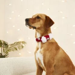 Frisco Jingle Bells Dog & Cat Holiday Collar With Bells, 1 Count 10 Frisco Jingle Bells Dog & Cat Holiday Collar With Bells, 1 Count -Frisco Shop 160063 PT4. AC SS1800 V1568814193