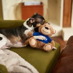 Frisco Chewy Bear Plush Squeaky Dog Toy 5 Frisco Chewy Bear Plush Squeaky Dog Toy -Frisco Shop 164312 PT3. AC SS1800 V1600973456