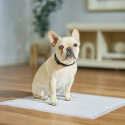 Frisco Dog Training Pads -Frisco Shop 173778 PT5. AC SS1800 V1674674461