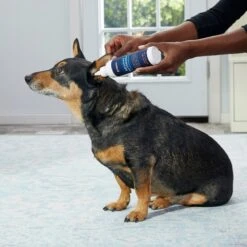 Frisco Advanced Ear Cleaner For Dogs & Cats, 8-oz Bottle 8 Frisco Advanced Ear Cleaner For Dogs & Cats, 8-oz Bottle -Frisco Shop 178703 PT3. AC SS1800 V1581460105