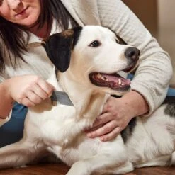 Frisco Flea Comb For Cats & Dogs -Frisco Shop 206888 PT3. AC SS1800 V1680186156