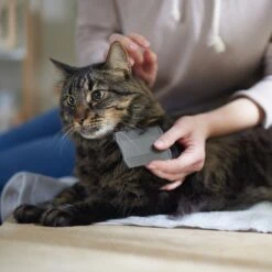 Frisco Flea Comb For Cats & Dogs -Frisco Shop 206888 PT4. AC SS1800 V1680186101