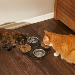 Frisco Multi Pet Feeding 4-Bowls Stainless Steel Dog & Cat Bowls, 0.5 Cup 13 Frisco Multi Pet Feeding 4-Bowls Stainless Steel Dog & Cat Bowls, 0.5 Cup -Frisco Shop 213787 PT6. AC SS1800 V1599091021