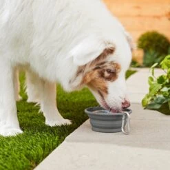 Frisco Silicone Collapsible Travel Bowl With Carabiner -Frisco Shop 216036 PT7. AC SS1800 V1605656224