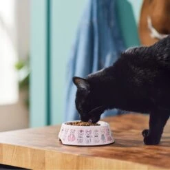Frisco Pink Cute Cats Melamine Bowl -Frisco Shop 216043 PT7. AC SS1800 V1633025211