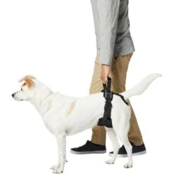 Frisco Rear Lift Handicapped Support Dog Harness -Frisco Shop 220374 PT5. AC SS1800 V1605743213