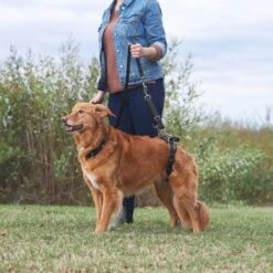 Frisco Rear Lift Handicapped Support Dog Harness -Frisco Shop 220374 PT7. AC SS1800 V1605754619