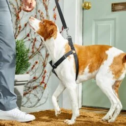 Frisco Nylon Step In Back Clip Dog Harness -Frisco Shop 220519 PT4. AC SS1800 V1605582116