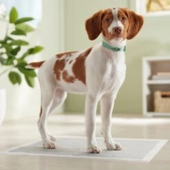 Frisco Charcoal Dog Training & Potty Pads -Frisco Shop 227456 PT6. AC SS1800 V1674667029