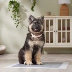 Frisco Extra Large Charcoal Dog Training & Potty Pads 15 Frisco Extra Large Charcoal Dog Training & Potty Pads -Frisco Shop 227460 PT6. AC SS1800 V1674665620