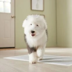 Frisco Giant Charcoal Dog Training & Potty Pads -Frisco Shop 227462 PT6. AC SS1800 V1674665684