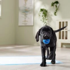 Frisco Premium Extra Large Printed Dog Training & Potty Pads 15 Frisco Premium Extra Large Printed Dog Training & Potty Pads -Frisco Shop 227468 PT6. AC SS1800 V1674666681