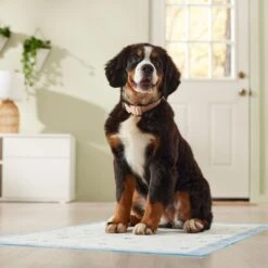 Frisco Premium Giant Printed Dog Training & Potty Pads, 27.5 X 44-in, Unscented -Frisco Shop 227472 PT6. AC SS1800 V1674663313