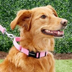 Frisco Solid Nylon Personalized Martingale Dog Collar -Frisco Shop 249561 PT6. AC SS1800 V1628878316