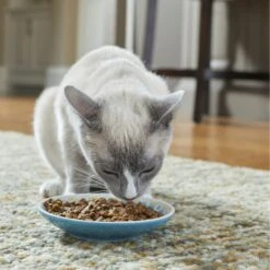 Frisco Kaleidoscope Pattern Non-skid Ceramic Cat Dish -Frisco Shop 256092 PT2. AC SS1800 V1616167031