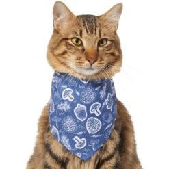 Frisco Fall Vibes Dog & Cat Bandana -Frisco Shop 267913 PT3. AC SS1800 V1637729806