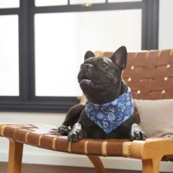 Frisco Fall Vibes Dog & Cat Bandana -Frisco Shop 267913 PT5. AC SS1800 V1637722289