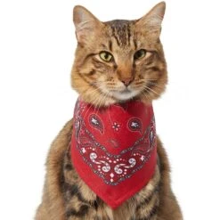 Frisco Red Paisley Dog & Cat Bandana 11 Frisco Red Paisley Dog & Cat Bandana -Frisco Shop 267919 PT3. AC SS1800 V1637652719