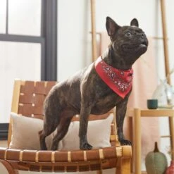 Frisco Red Paisley Dog & Cat Bandana 13 Frisco Red Paisley Dog & Cat Bandana -Frisco Shop 267919 PT5. AC SS1800 V1637687581