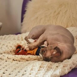 Frisco Halloween Good Bear, Bad Bear Reversible Plush Cat Toy With Catnip 8 Frisco Halloween Good Bear, Bad Bear Reversible Plush Cat Toy With Catnip -Frisco Shop 270299 PT3. AC SS1800 V1624817131