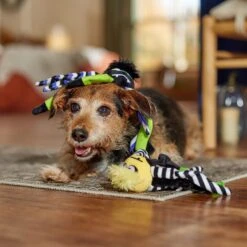 Frisco Halloween Spider Plush Squeaky Dog Toy -Frisco Shop 270379 PT3. AC SS1800 V1689878438