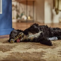 Frisco Halloween Candy Corn & Ghosts TPR Bone Squeaky Dog Toy, 2 Count 7 Frisco Halloween Candy Corn & Ghosts TPR Bone Squeaky Dog Toy, 2 Count -Frisco Shop 270529 PT3. AC SS1800 V1689876508