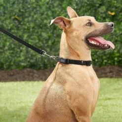 Frisco Solid Nylon Personalized Dog Leash -Frisco Shop 270716 PT6. AC SS1800 V1628029678