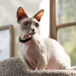 Frisco Nylon Personalized Breakaway Cat Collar With Bell -Frisco Shop 270731 PT6. AC SS1800 V1629992558