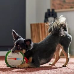 Frisco Camping Compass Plush With Rope Squeaky Dog Toy -Frisco Shop 271020 PT3. AC SS1800 V1625008965