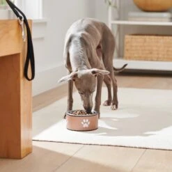 Frisco Paw Print Non-Skid Stainless Steel Dog & Cat Bowl 9 Frisco Paw Print Non-Skid Stainless Steel Dog & Cat Bowl -Frisco Shop 277546 PT2. AC SS1800 V1630346697