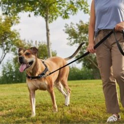 Frisco Basic No Pull Harness -Frisco Shop 277873 PT4. AC SS1800 V1629816999