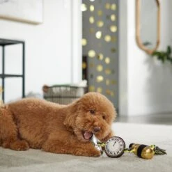 Frisco New Year's Eve Midnight Countdown Plush With Rope Squeaky Dog Toy -Frisco Shop 288478 PT3. AC SS1800 V1638289625