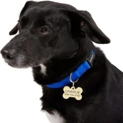 Frisco Brass Personalized Dog ID Tag 9 Frisco Brass Personalized Dog ID Tag -Frisco Shop 296191 PT6. AC SS1800 V1628186565