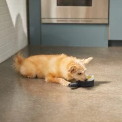 Frisco Brunch Breakfast Skillet Latex Squeaky Dog Toy, 2 Count -Frisco Shop 297264 PT2. AC SS1800 V1642088320