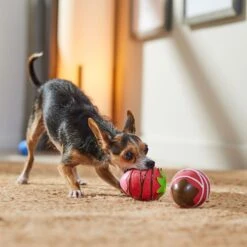 Frisco Valentine Chocolate Covered Strawberries Latex Squeaky Dog Toy 6 Frisco Valentine Chocolate Covered Strawberries Latex Squeaky Dog Toy -Frisco Shop 298923 PT3. AC SS1800 V1701365172