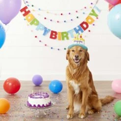 Frisco Dog & Cat Birthday Bandana & Frisco Birthday Cake Dog & Cat Hat -Frisco Shop 302374 PT7. AC SS1800 V1623091042