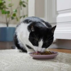 Frisco Paris Non-skid Ceramic Cat Dish & Frisco Paris Non-skid Ceramic Cat Dish 13 Frisco Paris Non-skid Ceramic Cat Dish & Frisco Paris Non-skid Ceramic Cat Dish -Frisco Shop 302490 PT4. AC SS1800 V1623074555