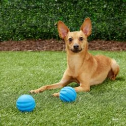 Frisco Neoprene Dog Life Jacket & Frisco Foam Rubber Floating Fetch Ball No Squeak Dog Toy -Frisco Shop 303480 PT7. AC SS1800 V1623064950