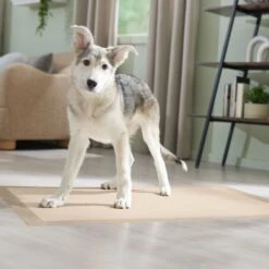 Frisco Giant Eco-Conscious Dog Training & Potty Pads 15 Frisco Giant Eco-Conscious Dog Training & Potty Pads -Frisco Shop 309794 PT6. AC SS1800 V1674666971