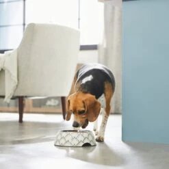 Frisco Moroccan Design Stainless Steel Dog & Cat Bowl 10 Frisco Moroccan Design Stainless Steel Dog & Cat Bowl -Frisco Shop 311963 PT2. AC SS1800 V1642542922