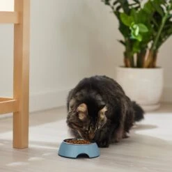 Frisco Coral Design Stainless Steel Dog & Cat Bowl -Frisco Shop 311972 PT3. AC SS1800 V1642542435