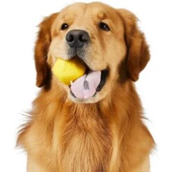 Frisco Fetch Squeaking Colorful Tennis Ball Dog Toy & Project Hive Pet Company Ball Dog Toy -Frisco Shop 319024 PT5. AC SS1800 V1630560973