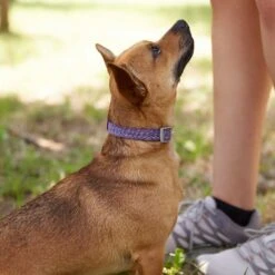 Frisco Outdoor Lightweight Ripstop Nylon Dog Harness & Frisco Outdoor Heathered Nylon Collar -Frisco Shop 319194 PT8. AC SS1800 V1631147497