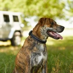 Frisco Outdoor Premium Ripstop Nylon Dog Harness With Pocket & Frisco Outdoor Nylon Reflective Comfort Padded Dog Collar -Frisco Shop 319304 PT8. AC SS1800 V1631147478